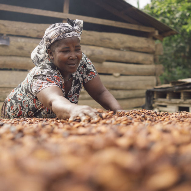 Person gathering cocoa